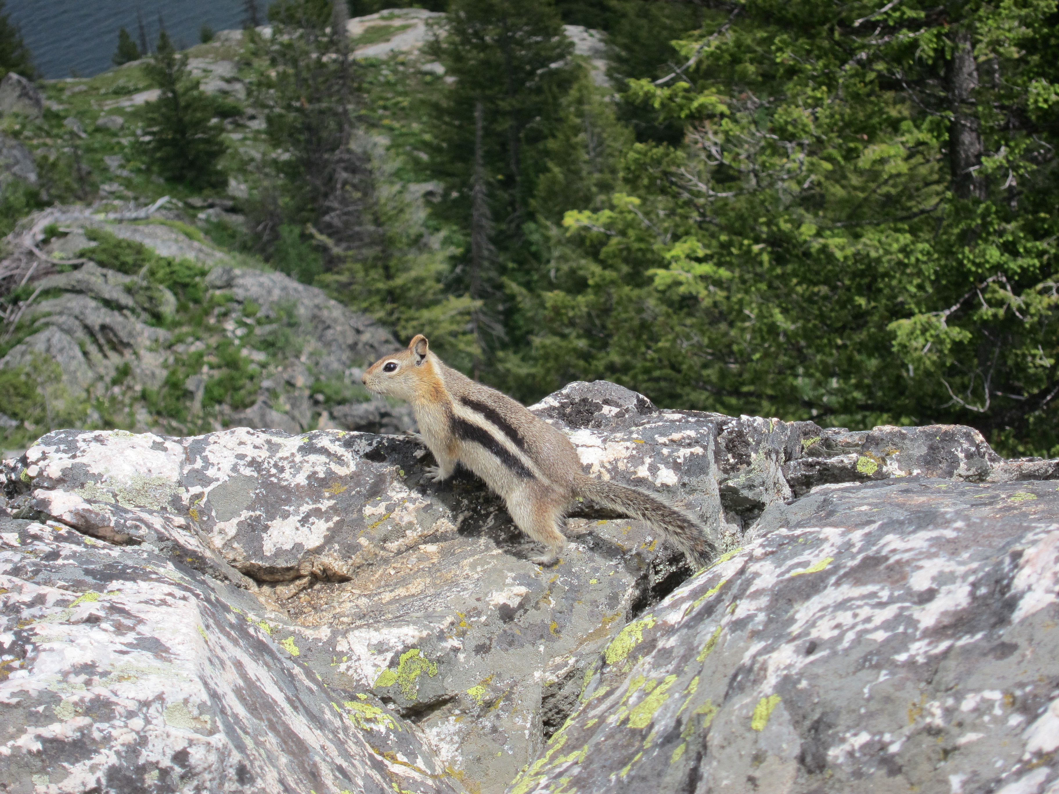 \Golden-mantled ground squirrel