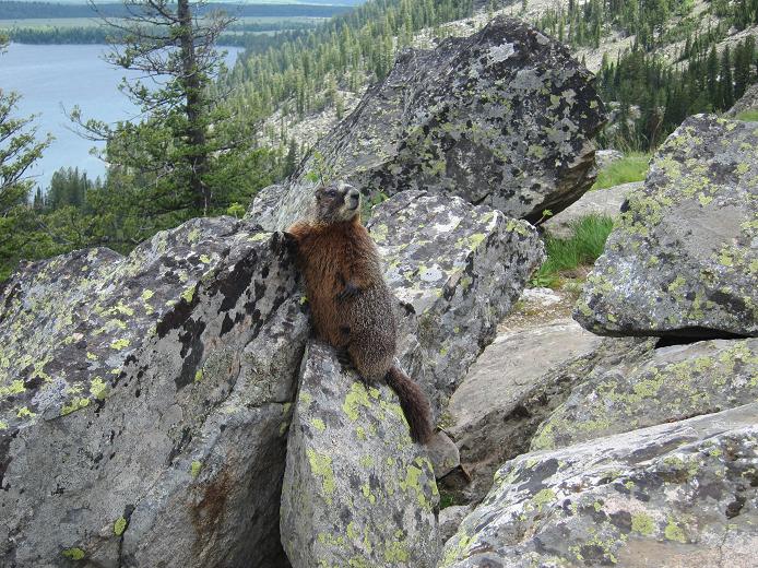 Yellow-bellied marmot