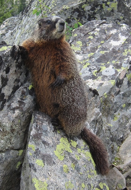 Just the Yellow-Bellied Marmot