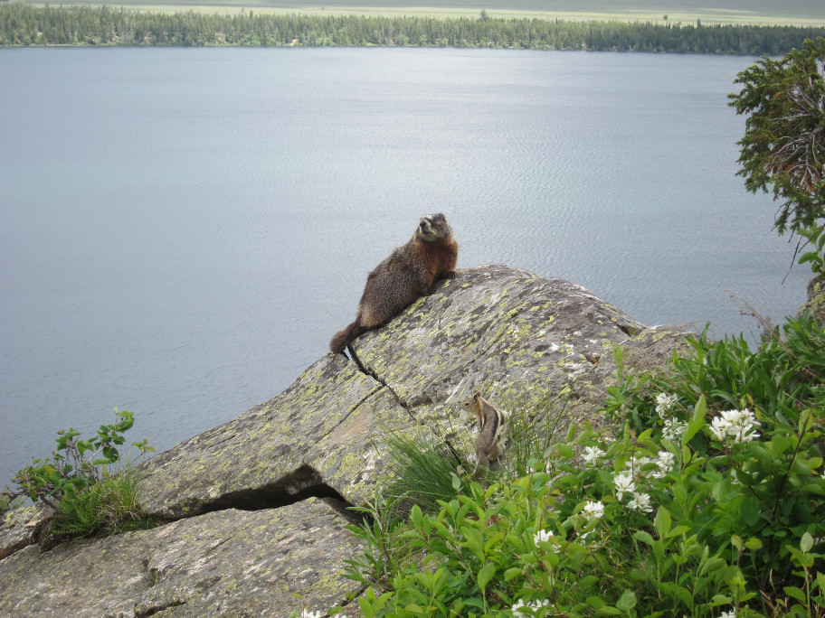 Yellow-bellied marmot and Golden-mantled ground squirrel